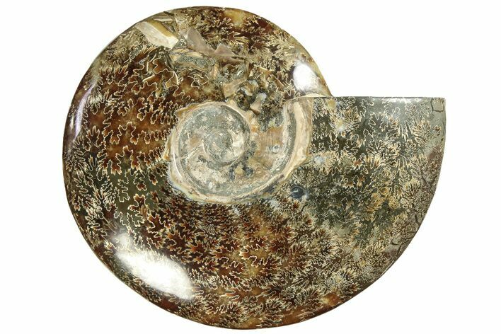 Polished Fossil Ammonite (Cleoniceras) - Madagascar #233752
